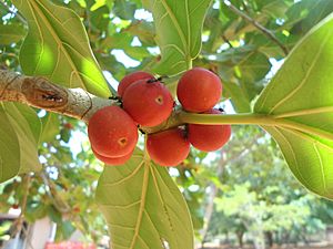 Banyan fruit Ficusbenghalensis IGZoopark Visakhapatnam