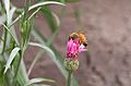 Bee on cornflower in Aspen (91223)