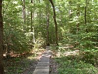 A skinny wooden trail continues ahead through a forest.