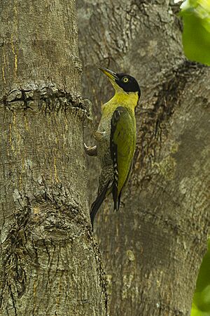 Black-headed Woodpecker fem - Kang Kra Chan - Thailand S4E5487 (14072150080).jpg