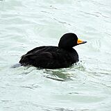 Black Scoter (male) (15823275243).jpg