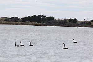 Black Swans 27