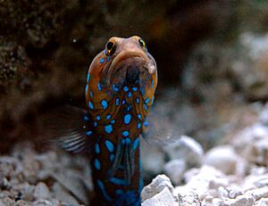 Bluespotted jawfish (12019).jpg