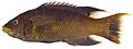 Bodianus rufus, Adult (Spanish Hogfish).jpg