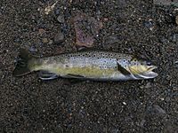 Brown Trout 19 10 08