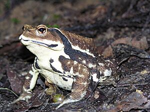 Bufo japonicus DSCN9873.jpg