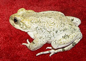 Bufo surdus01.jpg