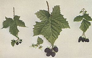 Burbank leaf fruit