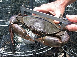 CSIRO ScienceImage 10696 Mud crabs are caught measured tagged and released as part of the research into the effectiveness of green zones in Moreton Bay.jpg
