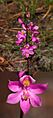 Calopogon multiflorus 002
