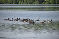 Canada Goose Flock in Huntsville 11