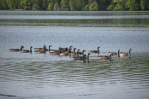 Canada Goose Flock in Huntsville 11