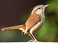 Carolina Wren1