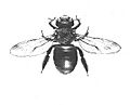 Carpenter.bee2web