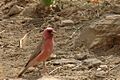 Carpodacus synoicus male(01)