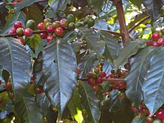 CauliflorousCoffee4840316190 3906b1899c o