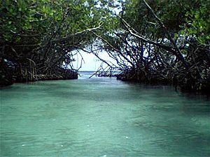 Cayo Caracoles, cay near La Parguera, Lajas, Puerto Rico