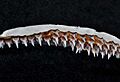 Cephaloscyllium ventriosum upper teeth 2