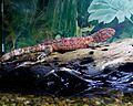 Chinese Crocodile Lizard (6878893707)