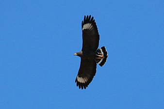Common black-hawk (Buteogallus anthracinus gundlachii) in flight