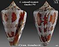 Conus cedonulli insularis 1