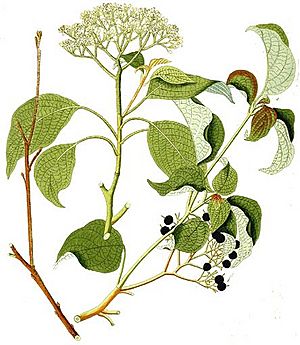 Cornus alternifolia - Krauss.jpg