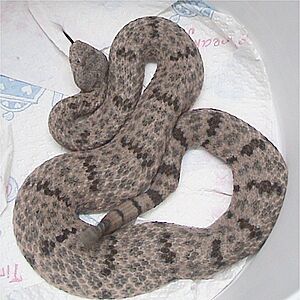 Crotalus lepidus lepidus 2