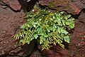 Cryptogramma acrostichoides 5862