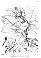 Dalbergia sissoo00