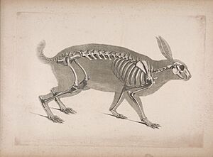 Die vergleichende Osteologie (1821) Lepus timidus