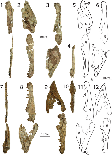Dilophosaurus assigned mandible