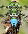 Dorsal thorax of Lesser Green Emperor (Anax indicus) male