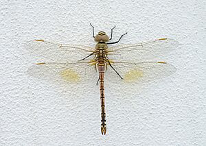 Dragonfly Porto Covo August 2021-4.jpg