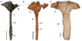 Early archosauromorph interclavicles