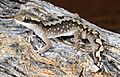 Eastern Stone Gecko (Diplodactylus vittatus) (9391192588)