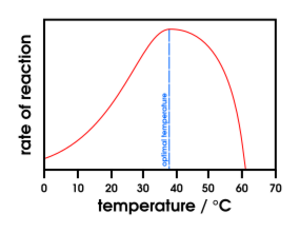Effect of temperature on enzymes