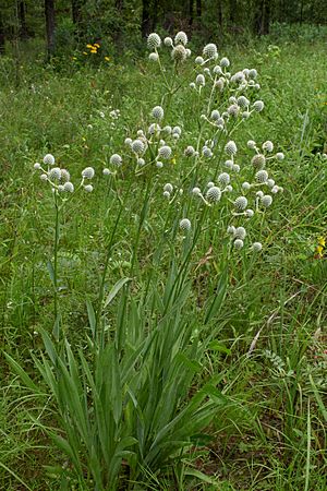 Eryngium yuccifolium.jpg
