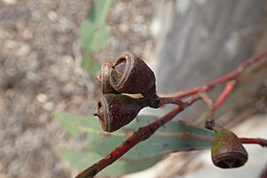 Eucalyptus astringens fruit (2)