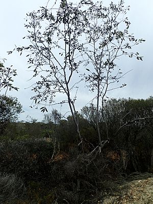 Eucalyptus desmondensis.jpg