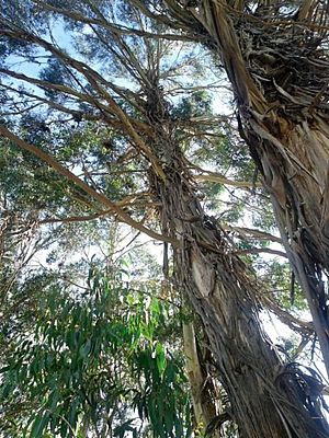 Eucalyptus nobilis.jpg