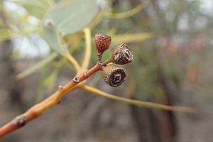 Eucalyptus rhombica fruit