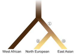 Evolutionary model of human pigmentation in three continental populations