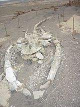 Fósil de ballena