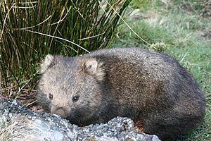 Fauna de Tasmania10