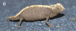 Female Brookesia confidens from Ankarana.png