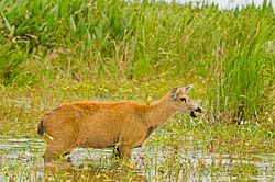 Female Marsh Deer Steros del Ibera