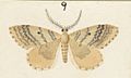 Fig 9 MA I437613 TePapa Plate-XIV-The-butterflies full (cropped)