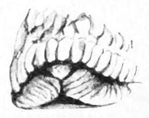 Geomalacus maculosus 5