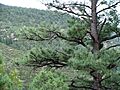 Gila Natl Forest Nima3