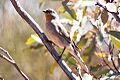 Gilbert's Whistler (Pachycephala inornata) (8079675892)